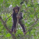 chimp climbing a tree