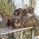 Group of rhesus macaque monkeys. 