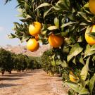 Citrus grove