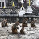 Rhesus macaques at Kathmandu, Nepal temple