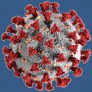 Coronavirus structure (graphic)