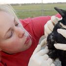 Photo: Woman blowing on feathers of dead crow