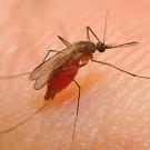 Closeup picture of a mosquito on a person's skin.