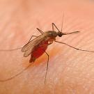 Photo: mosquito on finger
