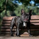 French bulldog