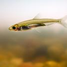 Delta smelt