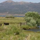 cattle on the range