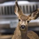 Doomed deer
