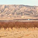 An orchard in a dry field with a background of bare hills