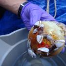 Crabs and barnacles on plastic trash