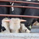 cows eating