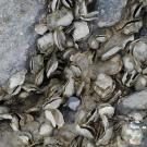 Wild oysters in San Francisco Bay