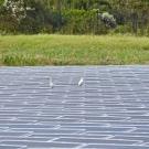 A great egret and a little blue heron stand atop a floatovoltaic array in Florida. 