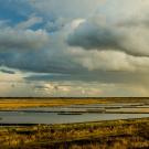 Flooded Central Valley rice fields