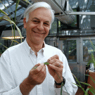 photo of researcher with wheat