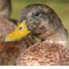 photo: head of duck