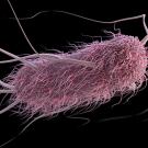 E. coli bacteria