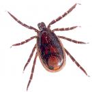 brown dog tick