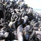 Mussel beds