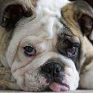 Brown and white English bulldog puppy lies facing camera