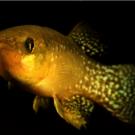 Atlantic killifish