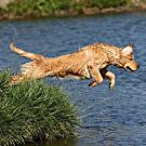 Dog jumping in water