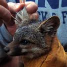 Fox getting ears swabbed