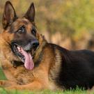 Black and tan German shepherd dog lies on green grass.