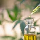 Hemp oil stock art