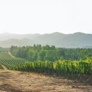 wine grapes in tuscany