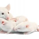 Lab mice