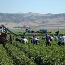 Farm laborers on a farm.