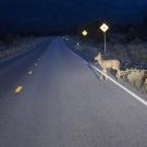 deer crossing highway in the dark 