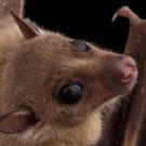 Egyptian fruit bat or rousette