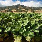 Celery crop in Salinas, California