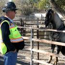 A man with a hard hat looks at a goat.