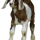 photo: goat