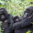 A family of mountain gorillas in Rwanda 