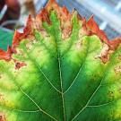 Grape leaf with brown edges