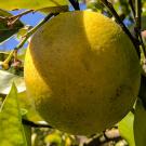 orange on tree