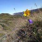 Greenland flowers