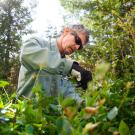 Groundskeeper prunes bushes.