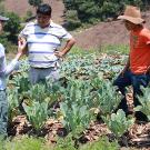 Woman and two standing in field of cabbage 