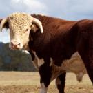 cow