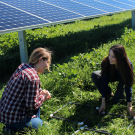 solar farm