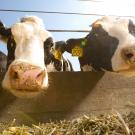 Cattle at UC Davis Dairy Facility.