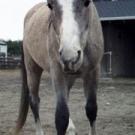 Photo: horse