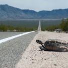 Desert tortoise