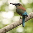 Turquoise-browed motmot bird in Costa Rica