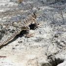 A blunt-nosed leopard lizard on the ground.